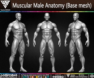 Muscular Male Anatomy (Human Base mesh)