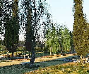 Tree-lined avenues in Blender