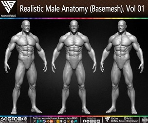 Realistic Male Anatomy (Basemesh) Volume 01