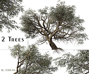 Set of Ghaf Tree ( Jand ) (2 Trees)