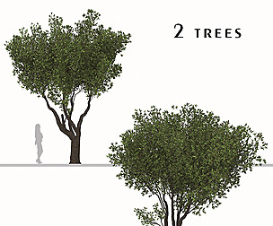 Set of Olive Tree (Olea europaea) (2 Trees)