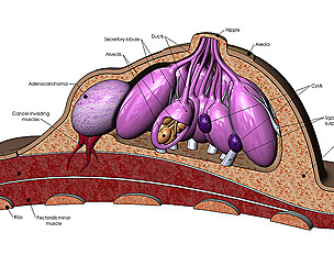 Breast anatomy  3D print model