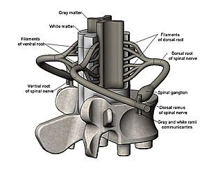 Spinal cord cross section 3D print model