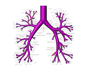 Bronchial tree 3d model