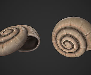 Ammonite Sea Shell
