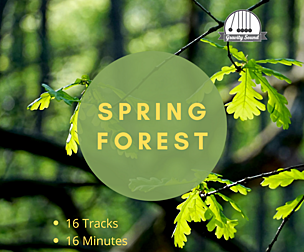Spring Forest Sounds
