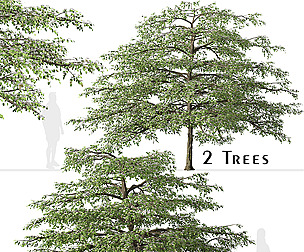 Set of Pagoda dogwood Tree (Cornus alternifolia)