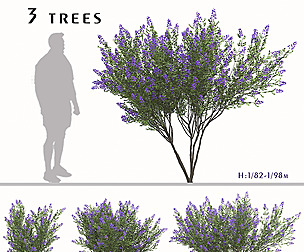 Set of Lagerstroemia indica Trees (Crepe myrtle)
