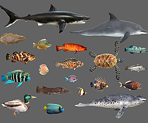 Fish Collection Animated - Game Ready Pack 2