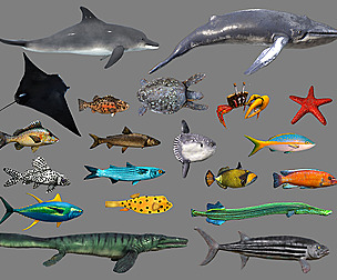Fish Collection Animated - Game Ready Pack 4
