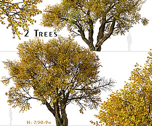 Set of Fremont cottonwood Tree (Populus fremontii)