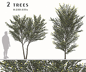Set of Acacia podalyriifolia Trees (Pearl Acacia)