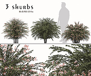 Set of Abelia grandiflora Trees (Pearl Acacia)