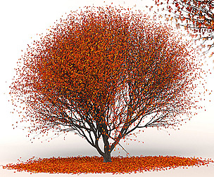Red Maple