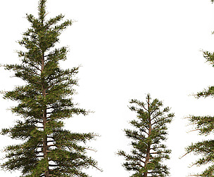 Pine_Trees