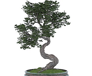 Bonsai in pottery vases