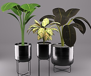Indoor Plants set
