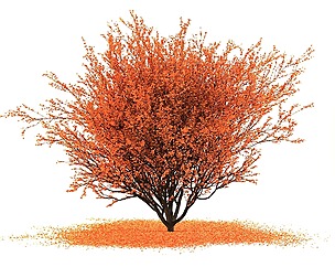 Japanese red maple
