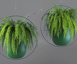 Nephrolepis exaltata