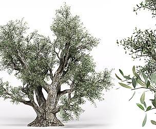 Olive Tree