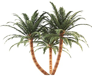 Palm tree set