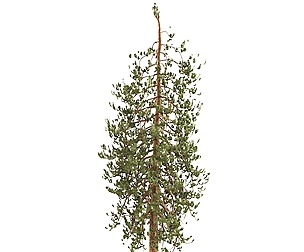 Pine Tree2