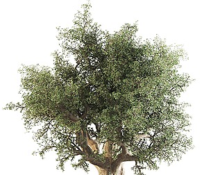 Thick Olive Tree