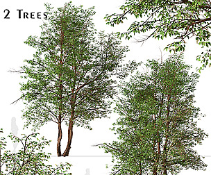 Set of Water Birch Trees (Betula occidentalis)