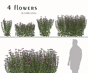 Set of Aster tataricus Trees (tatarian aster)