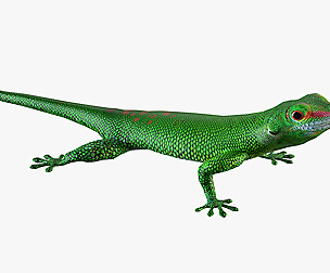 Madagascar Day Gecko model