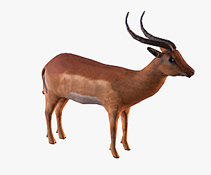 Antelope