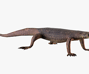 Monitor lizard