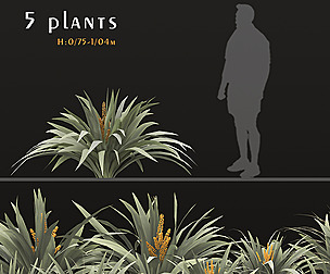 Set of Astelia chathamica Plants (Silver spear)