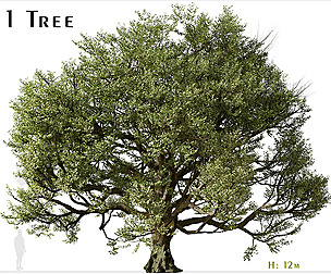 Acer macrophyllum Tree (Bigleaf maple) (1 Tree)