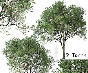Set of Siberian elm Trees (Ulmus pumila) (2 Trees)