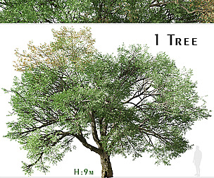 Valley oak Tree (Quercus lobata) (1 Tree)