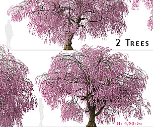 Set of Weeping Higan Cherry (Prunus subhirtella)