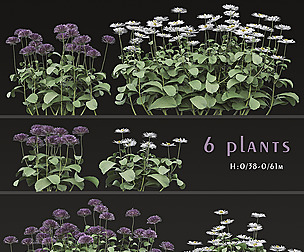 Set of Bellis perennis Flowering Plants (Daisy)