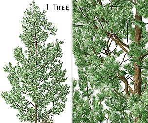 Douglas Fir Tree (Pseudotsuga menziesii) (1 Tree)