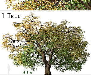 California black oak Tree (Quercus kelloggii)