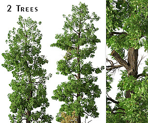 Set of Incense cedar Trees (Calocedrus decurrens)
