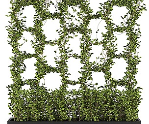 plants collection 12