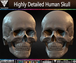 Highly Detailed Human Skull