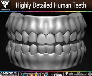 Highly Detailed Human Teeth