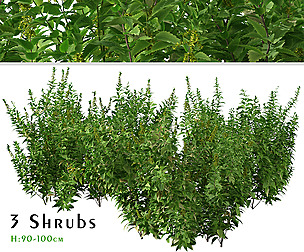 Set of Common Nettle Plants (Urtica dioica)