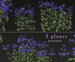 Set of Borago officinalis Trees (Starflower)