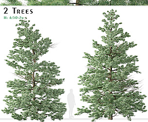 Set of White fir Trees ( Abies concolor )