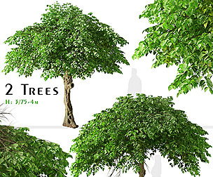 Set of Catalpa bungei Tree (Manchurian catalpa)