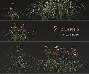 Set of Hemerocallis Fulva plants (Orange daylily)