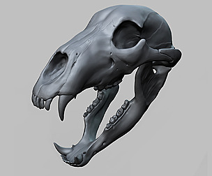Bear skull